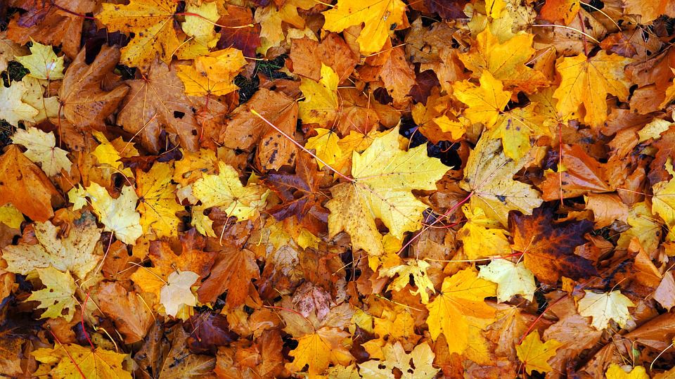 Cele mai călduroase evenimente pentru acest weekend răcoros de noiembrie
