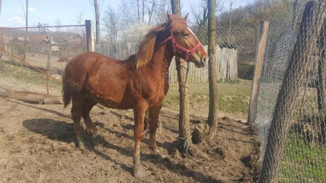 Un bărbat a fost omorât de un cal într-o vie la Strășeni. Foto: olx.ro