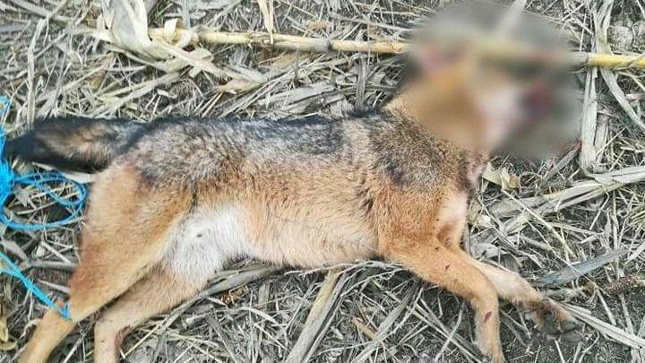 Шакалы держат в страхе жителей молдавского села.