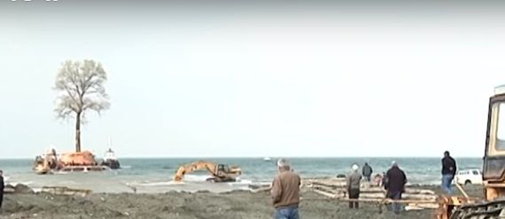 Растение извлекли из почвы вместе с корневой системой.