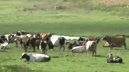 В Молдове зарегистрировано 123 тысячи коров, которые ежегодно производят 400 тысяч тонн молока.