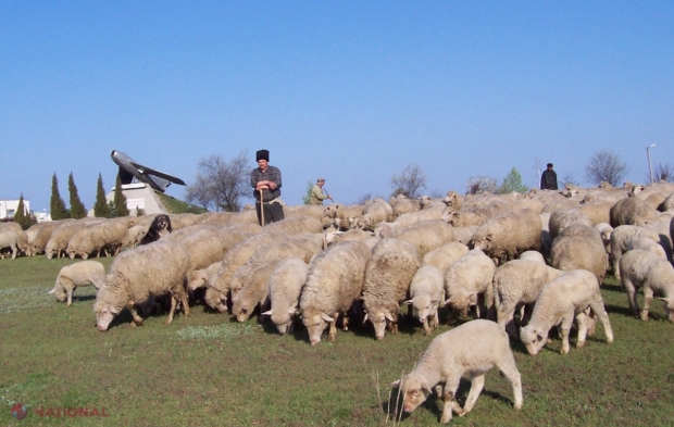 Agenția Națională pentru Siguranța Alimentelor (ANSA) atenționează asupra riscului apariției unui virus în R. Moldova care atacă animalele.