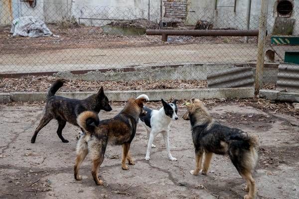 В Тирасполе определили территорию под приют для бездомных животных.