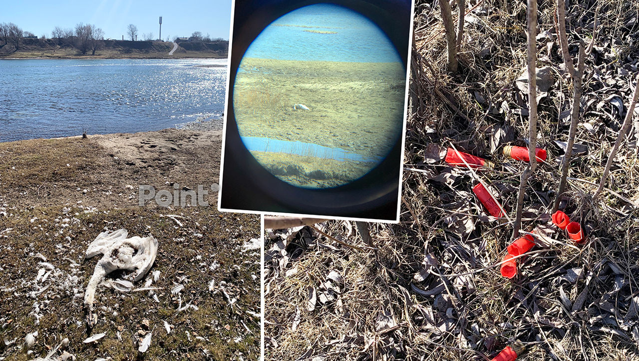 В Молдове на берегу Днестра обнаружены мертвые лебеди.