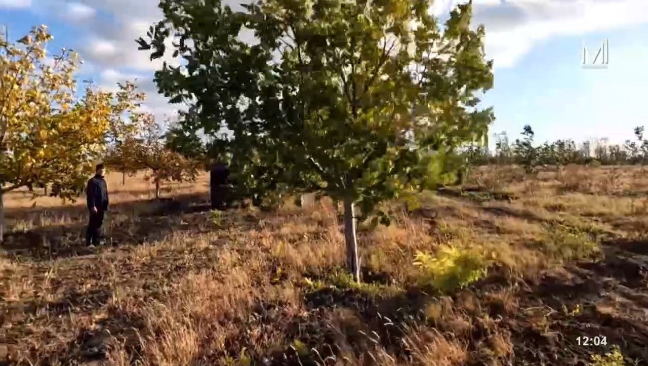 Peste 100 de hectare de nuci, afectate de înghețuri în raionul Soroca.