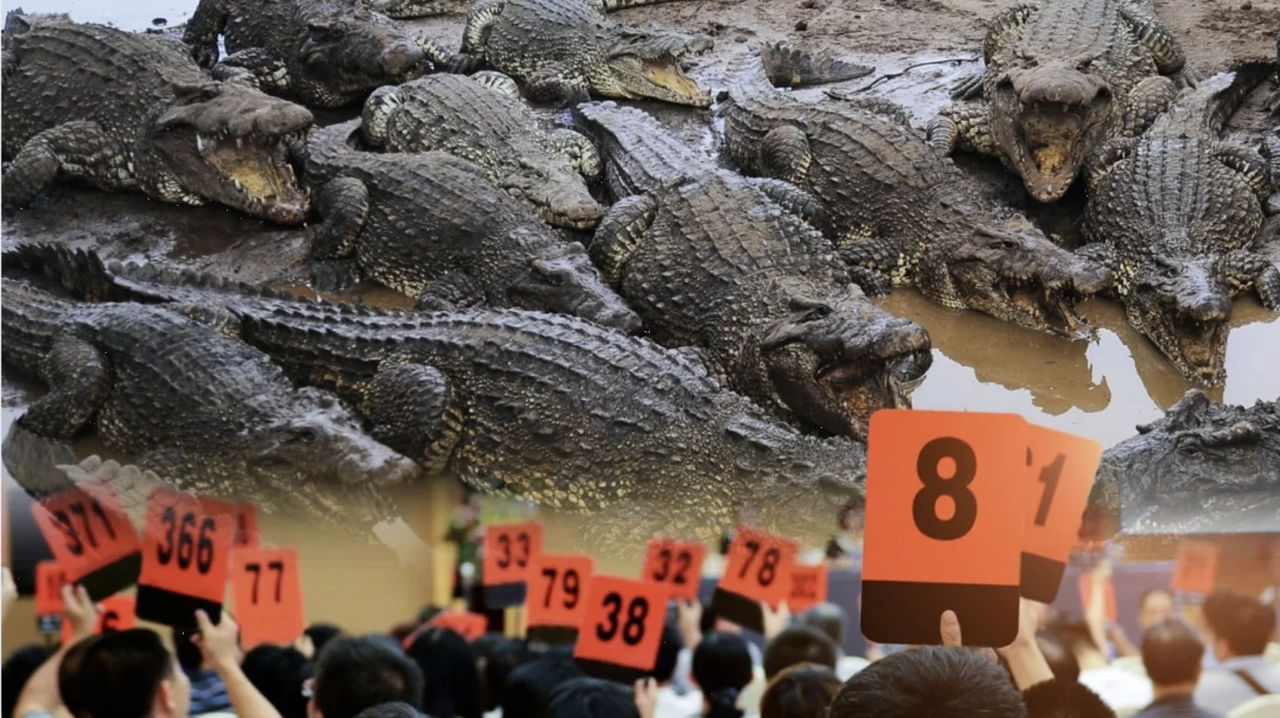 Un tribunal din China scoate la licitație 100 de tone de crocodili vii.
