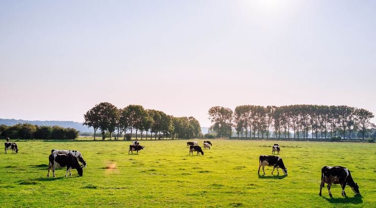 În Anglia vacile sunt conectate la tehnologia 5G