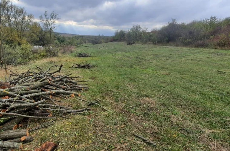 В Рышканах задержали с поличным группу лесорубов-браконьеров.