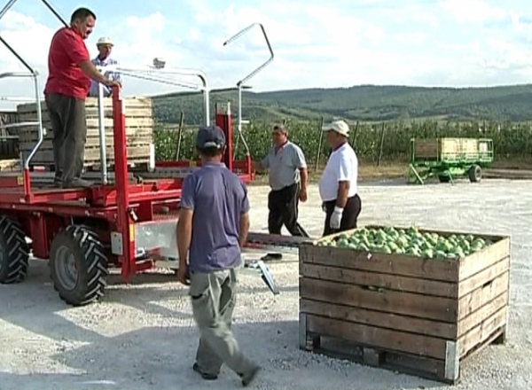 Producatorii de mere care au avut de suferit in urma embargoului nu vor mai primi 1 leu si 50 de bani compensatii, ci doar un leu.