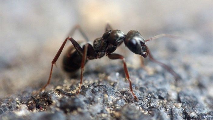 Furnicile ar putea invada lumea. Foto: La Demajagua