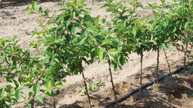 Regulament de plantare pentru înfiinţarea plantaţiilor de culturi pomicole, arbuști fructiferi și căpșuni. 