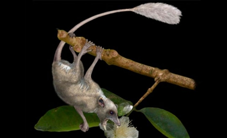 Fosilele recent descoperite ale celei mai primitive primate, Purgatorius, sugerează că animalul era unul mic