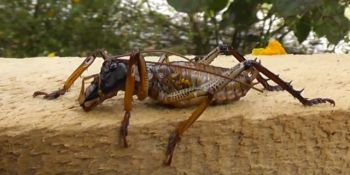 A fost inventată pâinea pe bază de insecte. Unde se vinde și cât costă