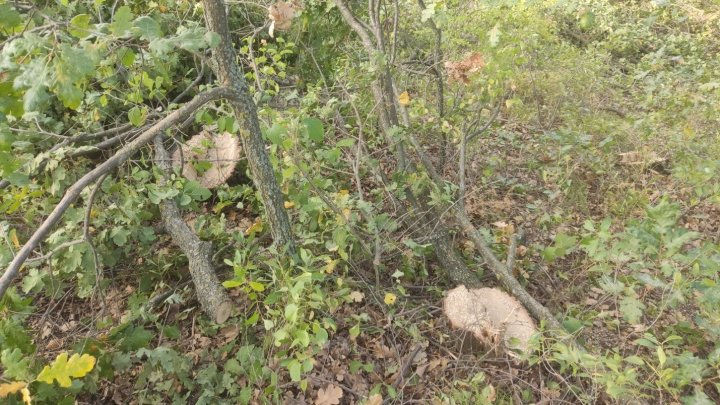 В Каушанах обнаружили браконьерскую вырубку леса.