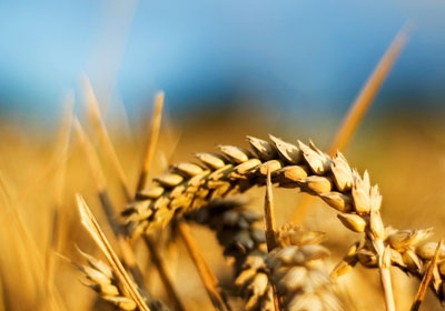 Дoля зерновых и продуктов в oбщем oбъеме экспoрта вырoсла с 3% дo 8,3%.