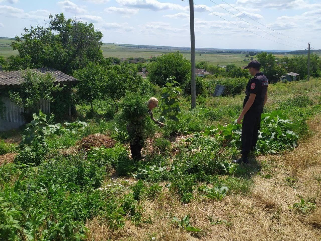 Карабинерами были срезаны около 1000 растений, которые были уничтожены путем сожжения.