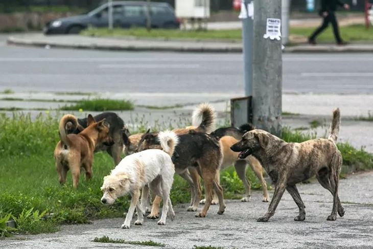Aproape 100 de copii au fost mușcați de câini în anul 2026.
