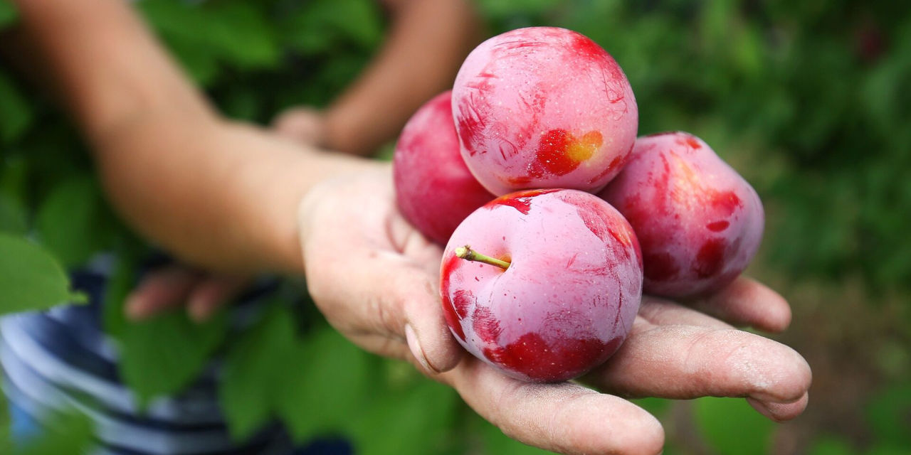 Moldova se așteaptă la o recoltă bună de prune, în ciuda înghețurilor de primăvară.