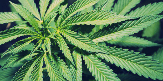 Marijuana ar putea înlocui un număr de cinci medicamente. Foto: huffingtonpost.com