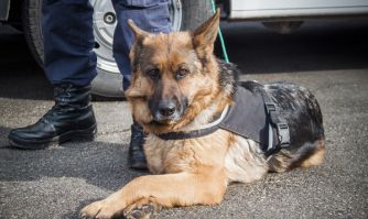 Trei tone de legume fără acte de proveniență au fost depistate de către Serviciul Vamal.