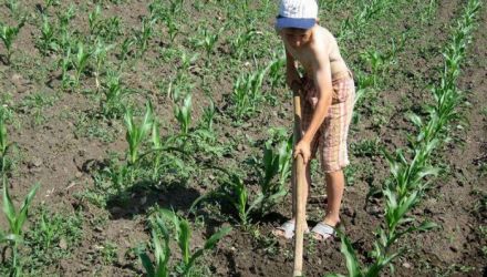 Zeci de minori exploataţi la Mereni, fără niciun ban 