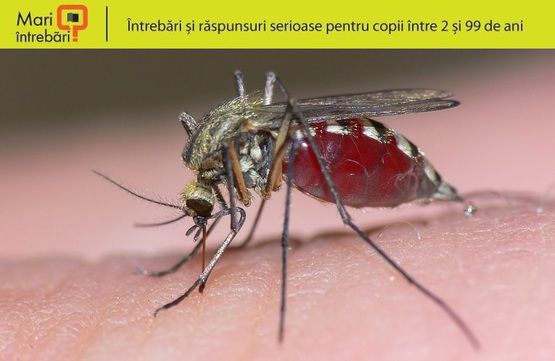 Țânţarii sunt ghidaţi şi de simţul mirosului. Foto: descopera.ro