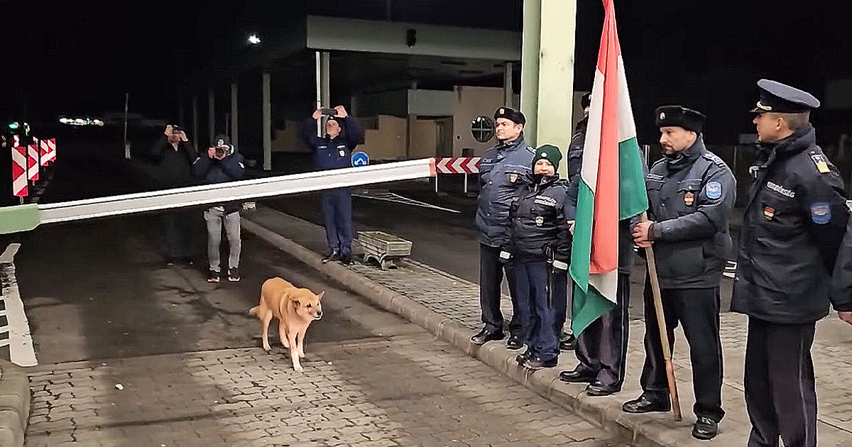 Первым, кто пересек венгерско-румынскую границу без паспортного контроля, оказался пёс.