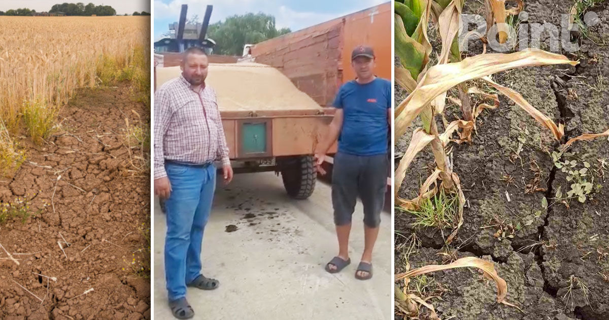 Fermierii din Cahul și Cantemir donează grâu pentru agricultorii afectați de secetă și datorii.