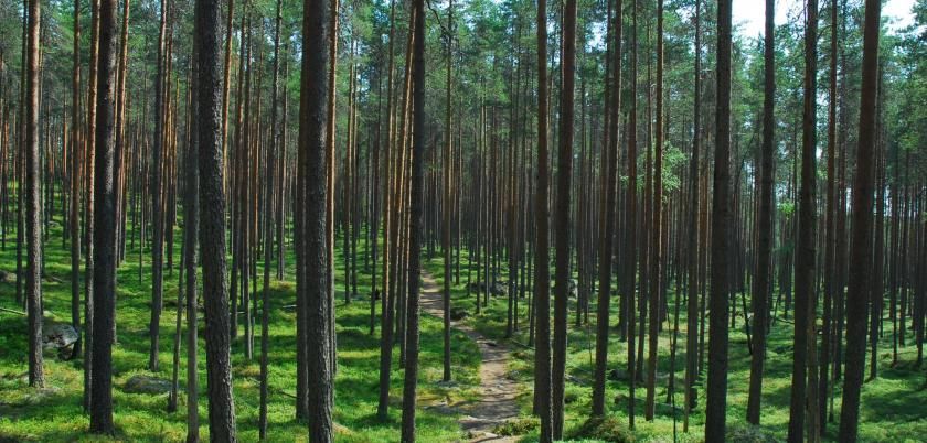 În prezent, fondul forestier al Republicii Moldova are o suprafaţa totală de 419,1 mii de ha.  Foto: cunoastelumea.ro