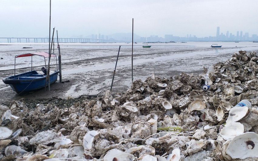 Restaurantele din Hong Kong vor colecta cochilii de stridii pentru producția de ciment ecologic.