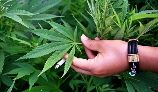 Peru a legalizat canabisul pentru uz terapeutic. 