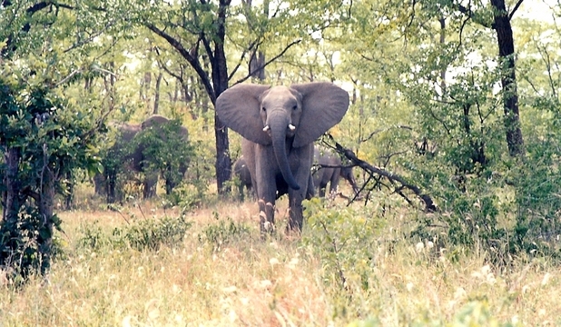 Elefanţii africani preferă copacii cu înălţimi cuprinse între 5-10 metri.