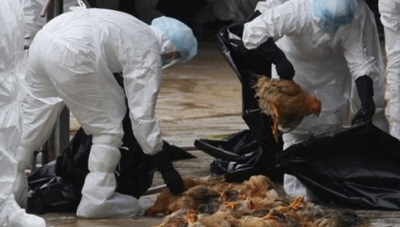 Mai mult, autorităţile locale au interzis transportul şi deplasarea animalelor din două crescătorii vecine.