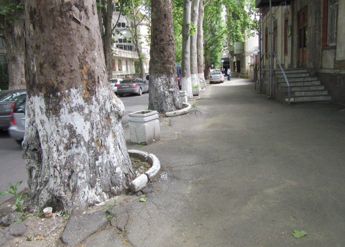Primăria municipiului Chișinău este nemulțumită că unele instituții continuă să văruiască copacii. 