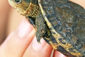 Cele 197 de reptile au fost descoperite în urma unui control la frontiera dintre Polonia și Ucraina, realizat de o echipă ucraineano-poloneză.