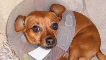 Cauţiunea pentru Kevin a fost stabilită la 10.000 de dolari. Acesta este acuzat de cruzime faţă de animale şi abuz.