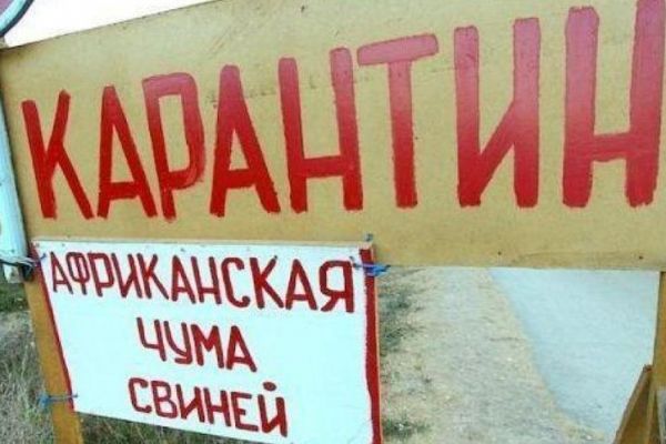 Вспышка африканской чумы свиней зарегистрирована и в Твардице.