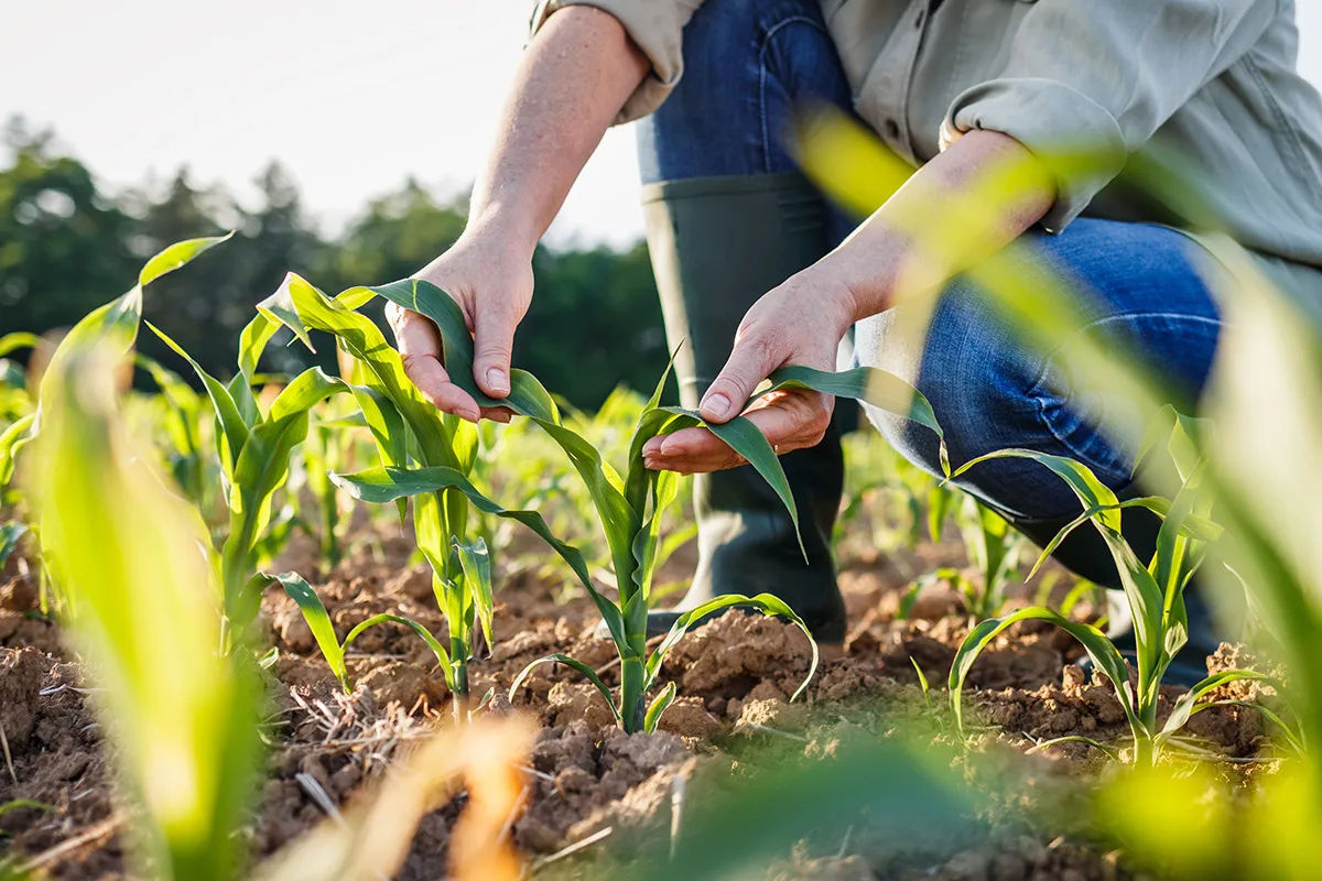 Agricultura, lovită de secetă și înghețuri: Producția scade, iar prețurile cresc.