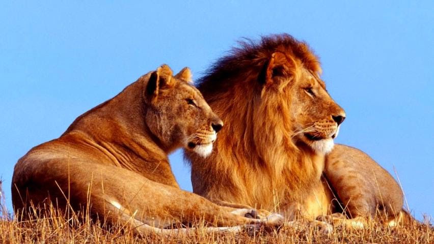 Braconier, ucis și mâncat de leii pe care urma să îi vâneze. Foto: atpeacewithpink.blogspot.com