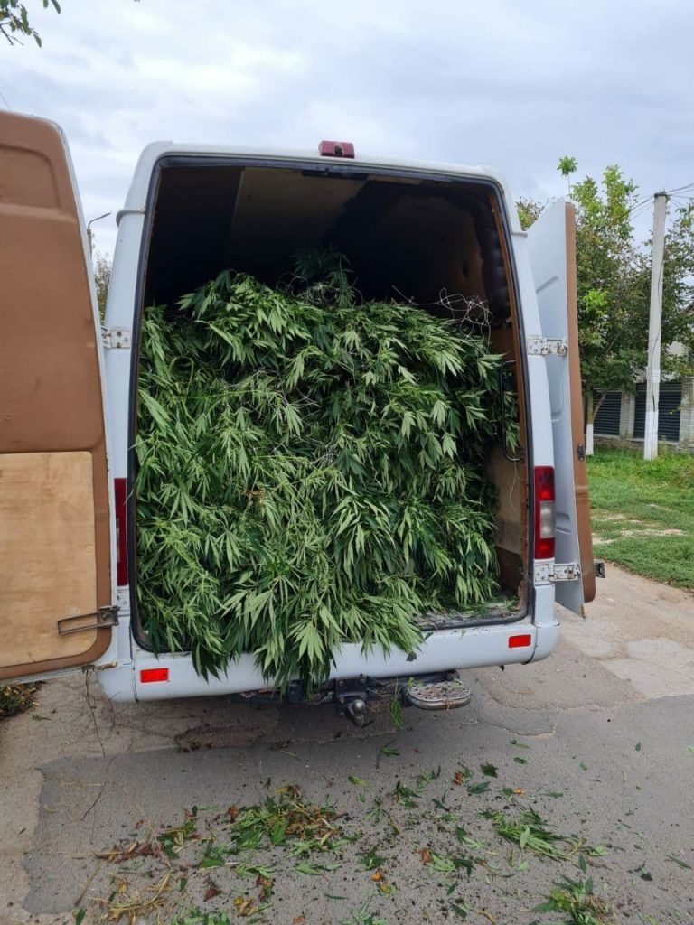 В Оргеевском районе обнаружили теплицу, в которой выращивали коноплю.