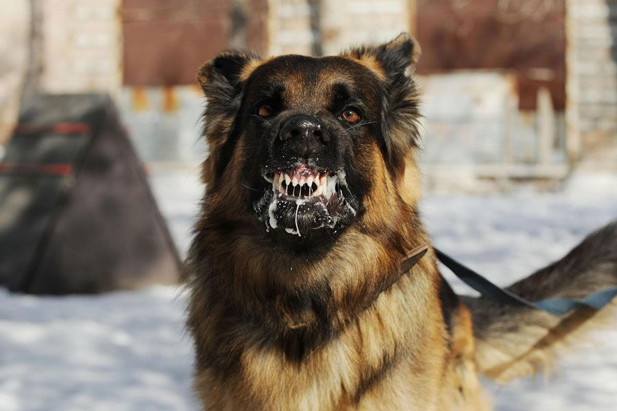 Numărul persoanelor mușcate de animale crește: Solicitările privind vaccinul antirabic s-au dublat.