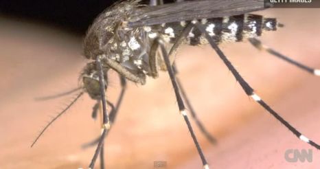 Din fericire, experţii spun însă că insectele nu sunt purtătoare a nici unui virus care ar putea fi periculos pentru oameni.