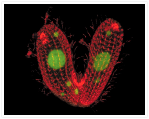 Sunt mai bine de 50 de ani de când oamenii de știință au descoperit un organism monocelular, numit Tetrahymena thermophila, cu 7 sexe