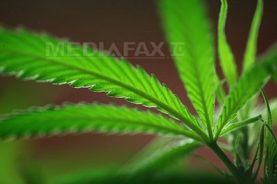 Plante de canabis în valoare de peste un miliar de dolari, distruse în parcurile naturale din Statele Unite (Imagine: Mediafax Foto/AFP)