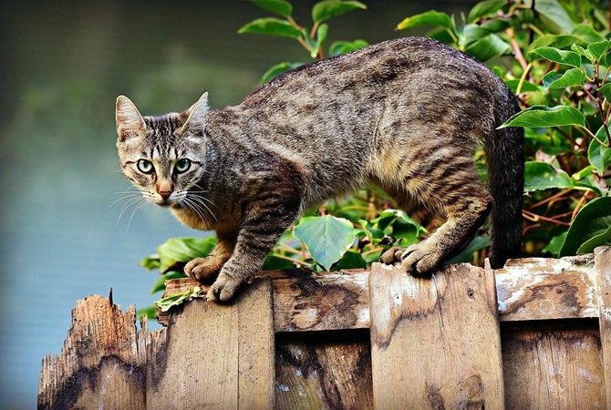 В День бездомных животных ветклиники Кишинева бесплатно стерилизуют уличных кошек.