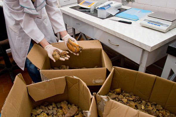O schemă de export ilegal de chihlimbar prin acţiuni de corupere a fost deconspirată.