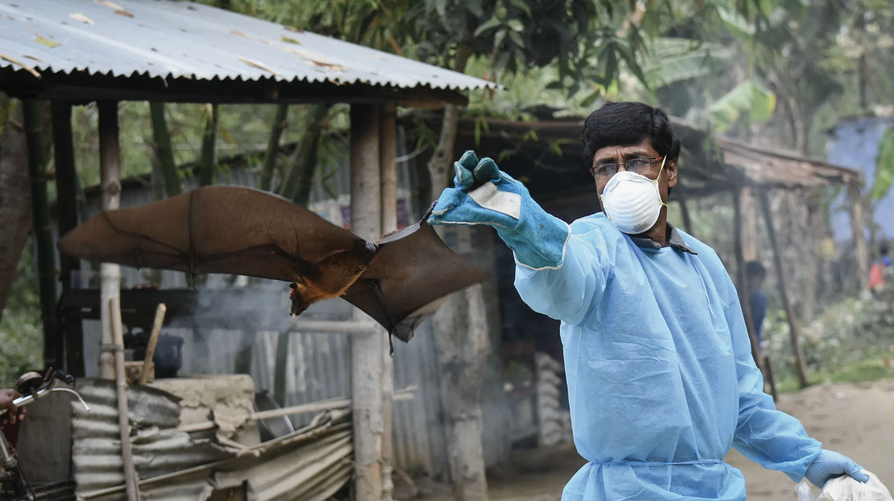 Oamenii de știință au dezvoltat un vaccin împotriva virusului Nipah.