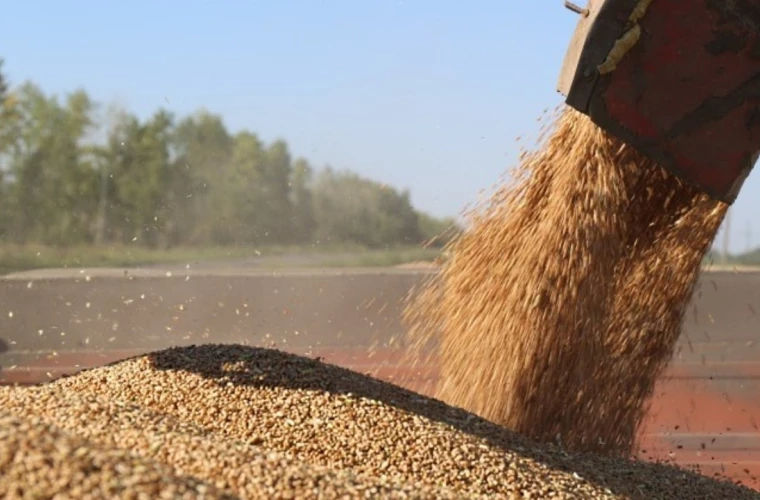 Rezervele de stat de grâu alimentar au atins un nivel record.
