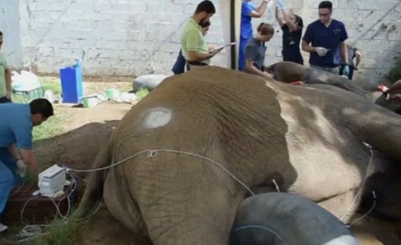 Un elefant a fost operat de medicii americani în Columbia. 