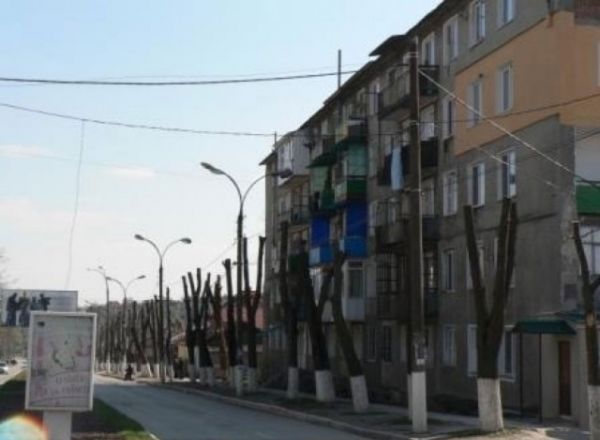 In loc sa curete copacii, le-au retezat toate crengile pana la tulpina. Foto: stirilocale.md